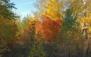 Bright colors of leaves in the forest
