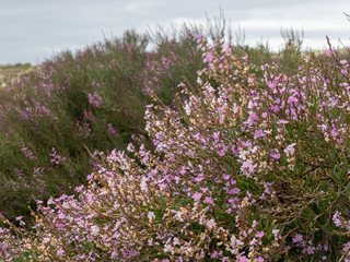 rocky shore and flowers in the foreground, blue sea in the background