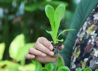 Closeup of cos vegetable sprout showing by woman's hand with natural background.