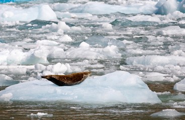 Seal resting on the ice near Hubbard glacier in Alaska