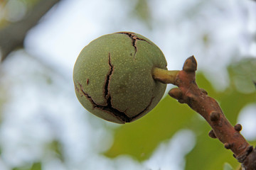 noix sur l arbre