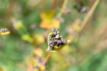 ソバの実　収穫のころ