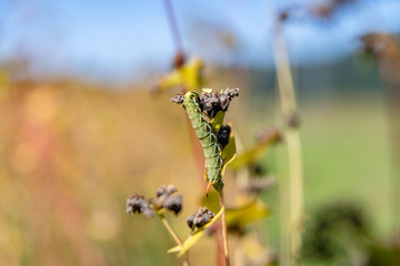 ソバの実　収穫のころ