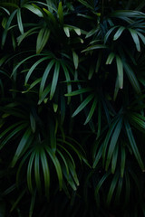 Naklejka na ściany i meble Green leaves background.Green leaves color tone dark in the morning.Tropical Plant in Thailand,environment,good air.photo concept nature and plant.
