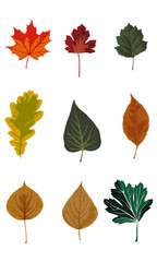set of leaves isolated on white background