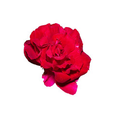 Photo beautiful  flower isolated on the white background.