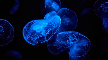 beautiful fabulous jellyfish in an aquarium with colorful lights on black background