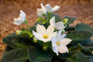 Home white violet. Gesneriaceae. Saintpaulia. 