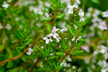 branch of a tree in spring чабрец. тимьян
