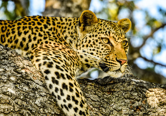 leopard in tree