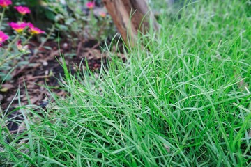 grass in the garden