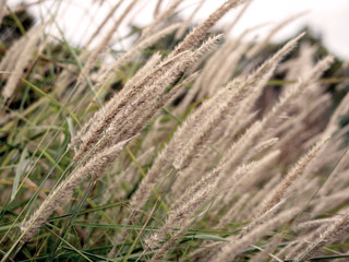 Floral background. Stalks and spikelets of autumn grass, Miscanthus
