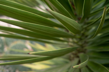 Fresh juicy leaves of a tropical plant closeup. Floral background