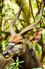 Great Kudu deer in Africa