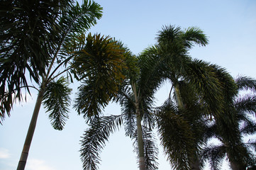 beautiful green palm tree 