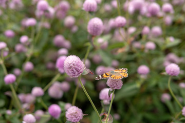 A moth sits on a clover flower bud.