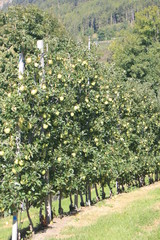 Fototapeta na wymiar Apfelplantage in Südtirol