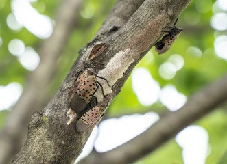 Spotted Lanternflies or lanternfly (Lycorma delicatula) lays eggs on tree, Berks County, Pennsylvania