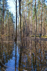 Obraz premium Flooded forest