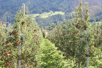 Apfelplantage  in Südtirol