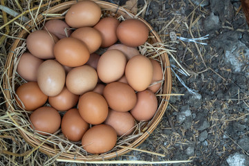 Fresh chicken eggs in the basket on the ground after farmers collect eggs from the farm. Concept of Non-toxic food.