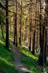 Obraz premium Forest trail zone in Andorra in late summer in the Pyrenees.