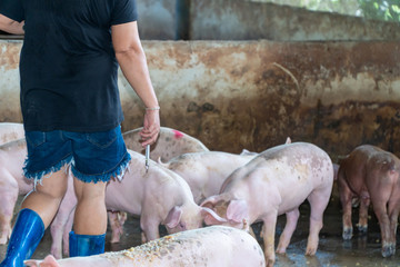 The pig farm owner holds a syringe to treat diarrhea in the pig. In order to prevent and reduce the...