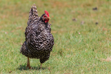a gray chicken, walking through its enclosure