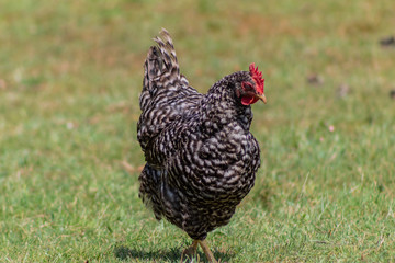 a gray chicken, walking through its enclosure