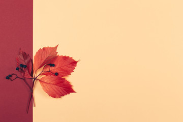 Beautiful autumn red leaves with dark berries on a peach pastel and red background. Autumn colors.