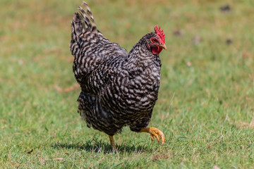 a gray chicken, walking through its enclosure