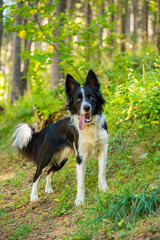 Cute black and white Border Collie puppy In the mountain on Andorra.