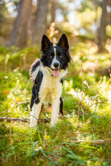 Cute black and white Border Collie puppy In the mountain on Andorra.