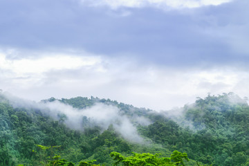 Obraz premium landscape view on the high mountain see many trees and white fog above the land in khao lak Thailand