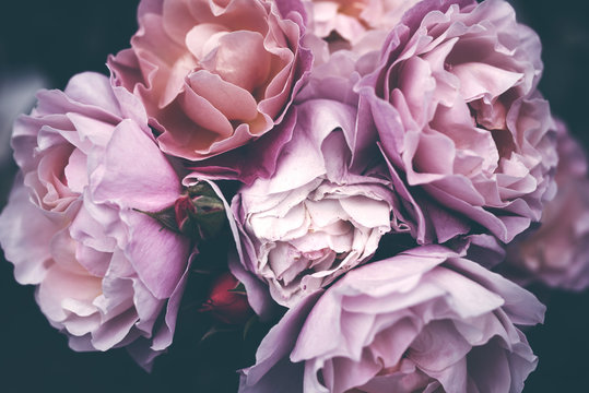 Bouquet of pink roses close up, toned, soft focus. Floral vintage background. 