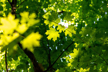 green leaves of maple tree