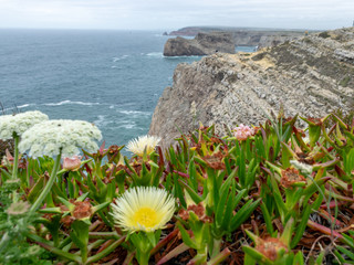 landscape with steep rocky coast and wild flowers in the foreground