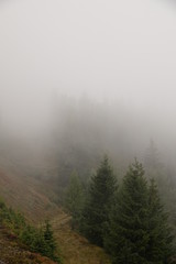mystical forest on a foggy evening in autumn on the mountains