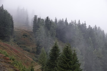 mystical forest on a foggy evening in autumn on the mountains