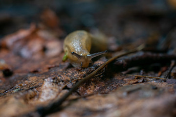 close-up snail on leaf