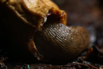 close-up of snail in a nutshell