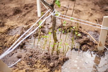 Planting a tree in the ground. Pine sapling is planted in autumn. Coniferous trees are grown specifically for use in landscaping. Excavated soil for the plant.