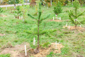 Planting a tree in the ground. Pine sapling is planted in autumn. Coniferous trees are grown specifically for use in landscaping. Excavated soil for the plant.