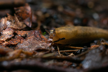 close-up of snail on leaf