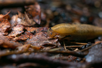 close-up of snail on leaf