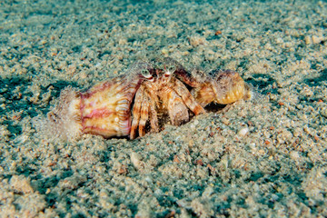 Crab in the Red Sea Colorful and beautiful, Eilat Israel