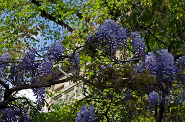 Branch  of wisteria  with bunch of purple blossoms and leaves  at springtime in garden, Sofia, Bulgaria  