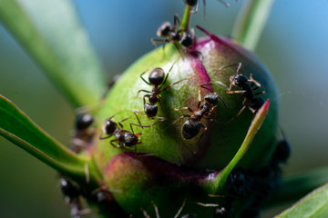 closeup of an ants