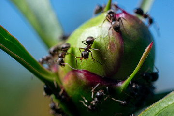 closeup of an ants