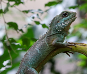 Fototapeta premium green iguana on a branch